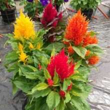 Flower Seeds 50 Celosia Seeds Celosia Arrabona Mix Cockscomb Seeds - Variant1 - View 4