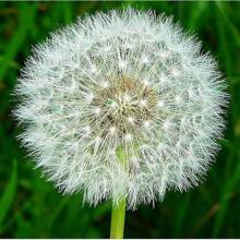 Dandelion Seeds: Grow Your Own Vibrant Yellow Blossoms - 500 piezas - Ver 2
