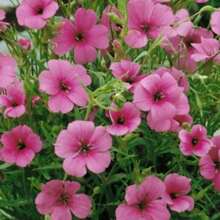 100 Seeds Viscaria Seeds Annual- Pink Angel - Variant1 - View 4