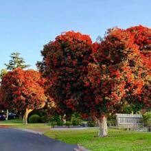 100 Rare Crape Myrtle Tree -Lagerstroemia Privacy Plant Seeds Red Wonders For Striking Landscaping - 100 - View 7