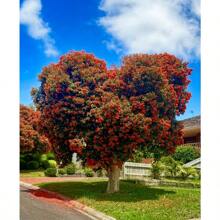 100 Rare Crape Myrtle Tree -Lagerstroemia Privacy Plant Seeds Red Wonders For Striking Landscaping - 100 - View 6