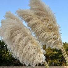 5pcs/Set 40-Inch (101.6cm) Pampas Grass Decor - Pompus Flower, Tall Reed Grass For Vase, Living Room Floor, Floor Plants, And Grass Wall Decor Gifts Birthday Graduation,Fall Decor,Autumn - Primary Color - View 12