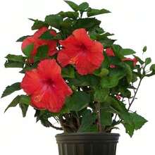 Hibiscus Seeds For Planting Mixed Flowering Hibiscus Bush Grower Plant Seeds For Pot Outdoor - 100Pcs - View 1