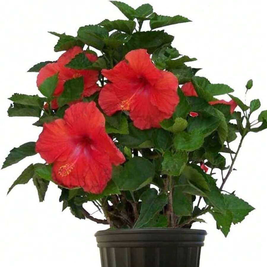 Hibiscus Seeds For Planting Mixed Flowering Hibiscus Bush Grower Plant Seeds For Pot Outdoor - 100Pcs - View 1