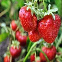 Giant Strawberry Seeds For Planting Fresca Everbearing - Fruit Red Strawberry Seed For Hydroponic Garden - 300Pcs - 查看 2