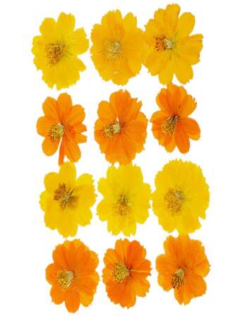 1 Bag Of Cosmos Chrysanthemum Embossed Dried Flowers, Glue Drops, Handicrafts, Accessories, Pressed Flower Table Lamps, Aromatherapy Candles, Photo Frames, Plant Specimens, Art, Wild Dried Flowers, Holiday Gifts