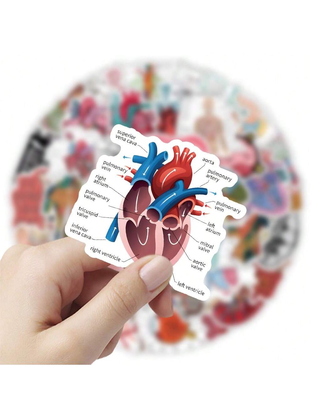 50 قطعة مجموعة ملصقات علم التشريح البشري، ملصقات غ...