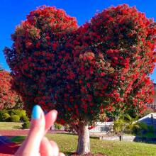 100 Rare Crape Myrtle Tree -Lagerstroemia Privacy Plant Seeds Red Wonders For Striking Landscaping - 100 - View 1