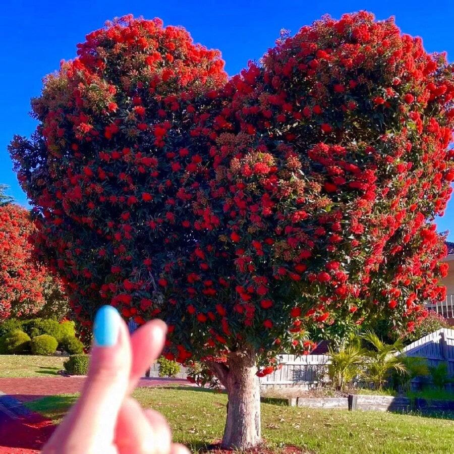 100 Rare Crape Myrtle Tree -Lagerstroemia Privacy Plant Seeds Red Wonders For Striking Landscaping - 100 - View 1