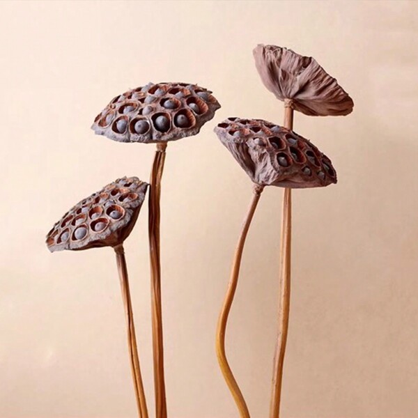 2 pezzi di baccelli di loto naturali essiccati, fiori essiccati dalla forma naturale, adatti per la decorazione del tavolo della festa del Rama, decorazione di vasi, artigianato fai-da-te, esposizione di esemplari di piante, props per fotografia di gioielli (senza steli, senza semi), San Valentino, regalo, decorazione da giardino, pianta da esterno, giardinaggio, fiori finti