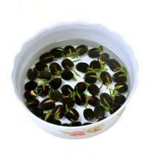 40 Lotus Seeds Water Lily Home Gardening Plant Multi-Colored Hybrid Mini Lotus Seeds Lotus Seeds Grow Fast - 40PCs - View 4