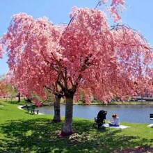 Japanese Weeping Cherry Blossom Tree Seeds - 100 Seeds - View 3