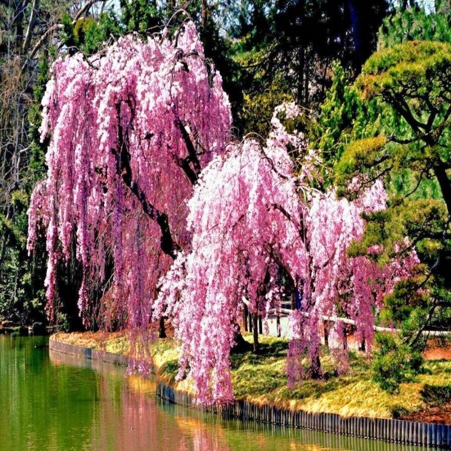 Japanese Weeping Cherry Blossom Tree Seeds - 100 Seeds - View 1