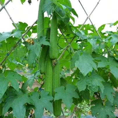 300pcs Of Meat Luffa Seeds, Luffa Seeds, Seasonal Luffa, Balcony Luffa, Fruit, Vegetable Seeds