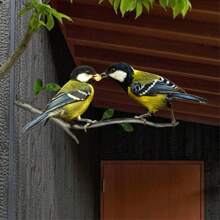 Pájaro de metal - Silueta artística de pájaro, decoración exterior para jardín, patio, patio - Adorno único para rama de árbol para el hogar, césped, puerta, valla - Estatua artesanal, regalo de decoración para el porche