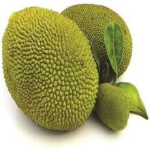 300 Breadfruit Seeds, Green - 300PCS - View 3