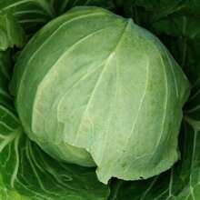 High Germination Rate Cabbage Seed Cabbage Seed Ball Cabbage Seed Cabbage Seed Cabbage Seed Cabbage Seed Vegetable Seed - 100pcs - View 4