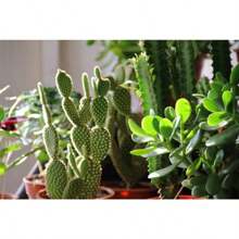 Cactus Seed Mix 50 Assorted Cacti Seeds For Planting Indoors And Outdoors Different Varieties - Variant1 - View 5