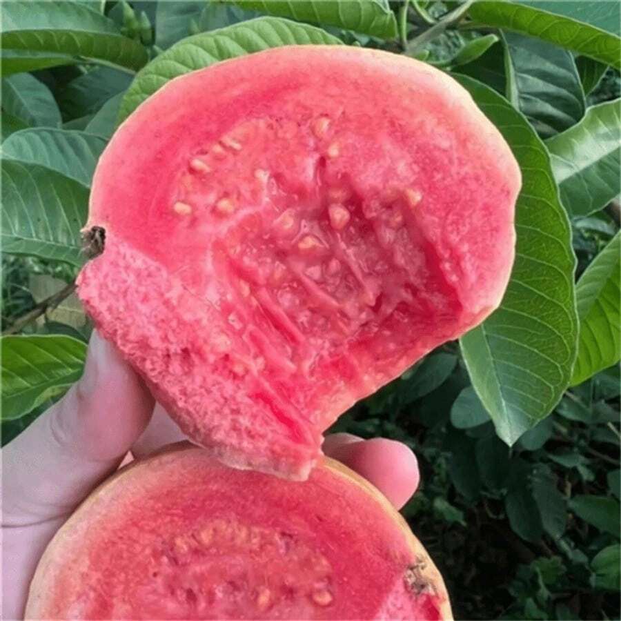 100pcs Heirloom Bala Guava Seeds - High Germination Rate With Natural Maturity For Home Gardens And Orchards - 100pcs - View 1