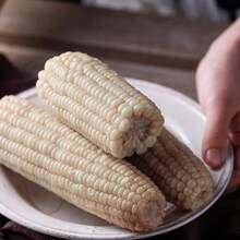 White Sweet Glutinous Corn Seeds, Big Stick Corn Seeds, Courtyard Planting Of Spring And Autumn Vegetable Seeds - 100pcs - View 4