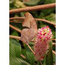 20 Pink SUMMERSWEET BUSH Clethra Alnifolia Rosea Fragrant Flower Shrub Seeds - Variant1 - View 2