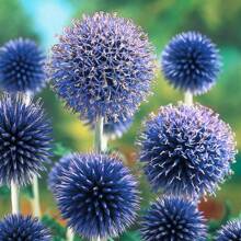25 Blue Globe Thistle Flower Seeds - Variant1 - View 3