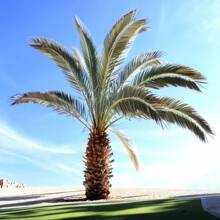 Cold Hardy Windmill Palm Tree Seeds - 10 Seeds - Trachycarpus Fortunei - Grows In Colder Climate Great As Bonsai - 10 Seeds - View 3