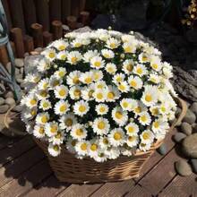Flower Daisy Explosive Potted Plants, Often Flowering, Easy To Grow, Flower Seeds, Chamomile Seeds - 550 - View 5