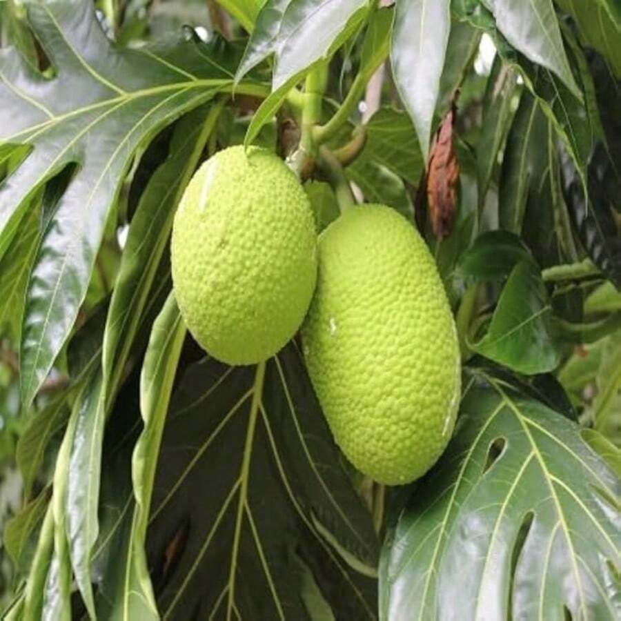 300 Breadfruit Seeds, Green - 300PCS - View 1