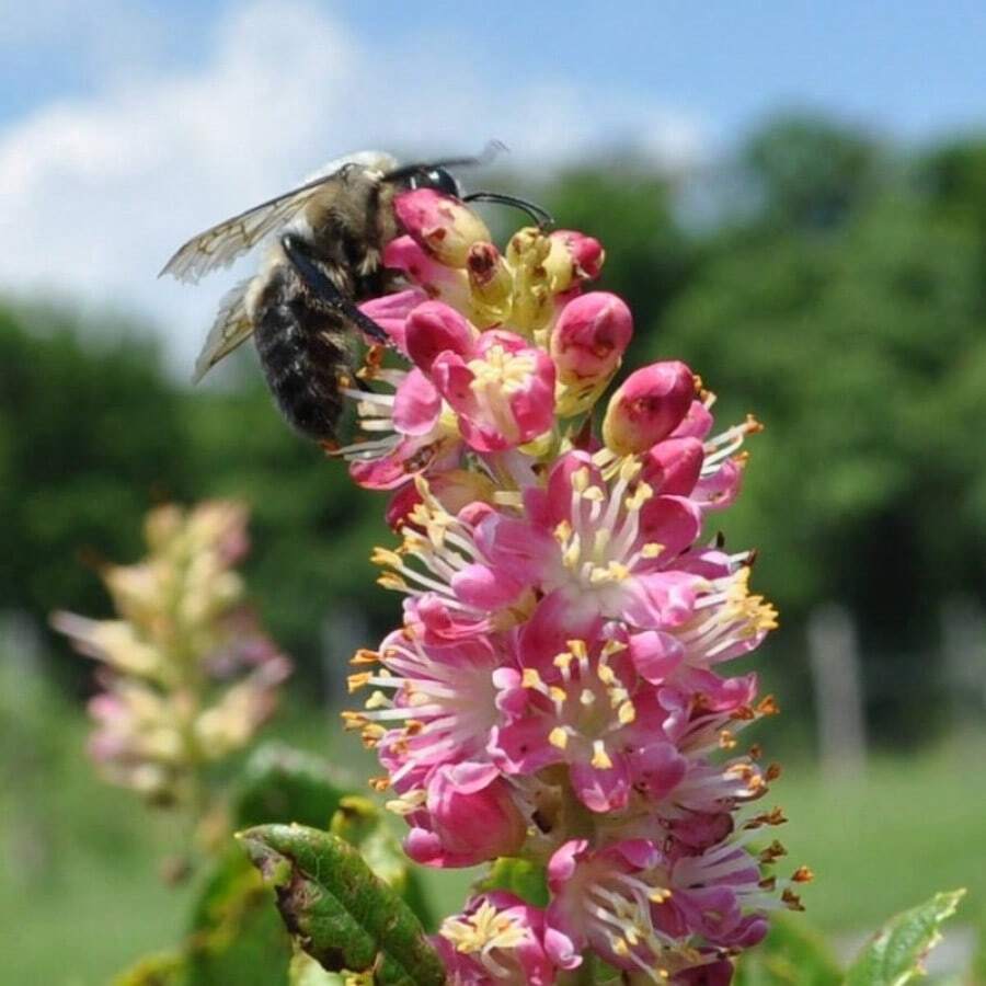 20 Pink SUMMERSWEET BUSH Clethra Alnifolia Rosea Fragrant Flower Shrub Seeds - Variant1 - View 1
