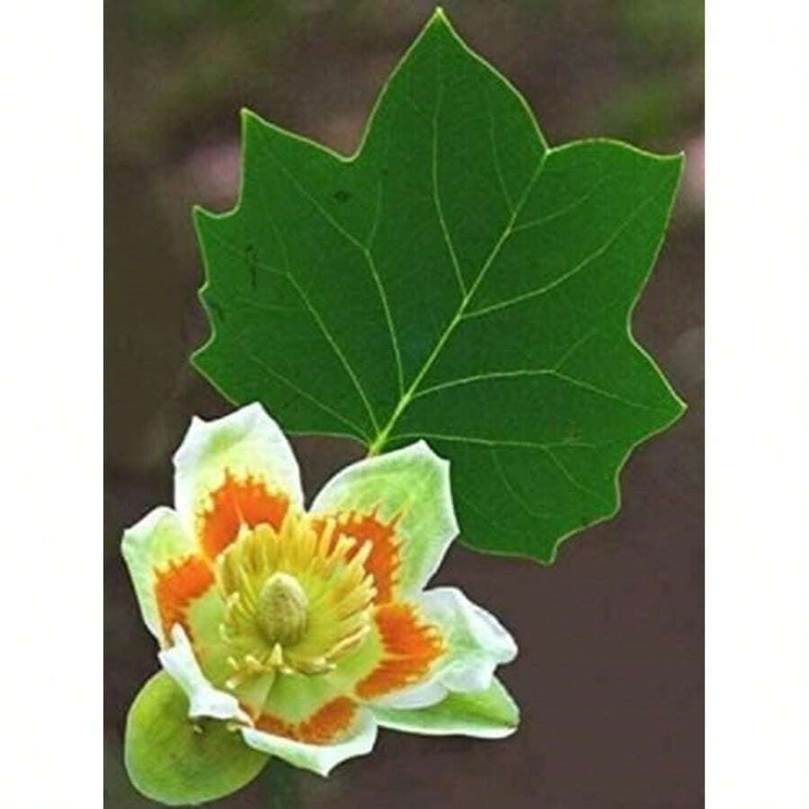 Tulip Poplar Tree Seedling For Planting Live Trees For Landscaping Or Shade - One Seedling - View 1