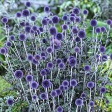 25 Blue Globe Thistle Flower Seeds - Variant1 - View 2