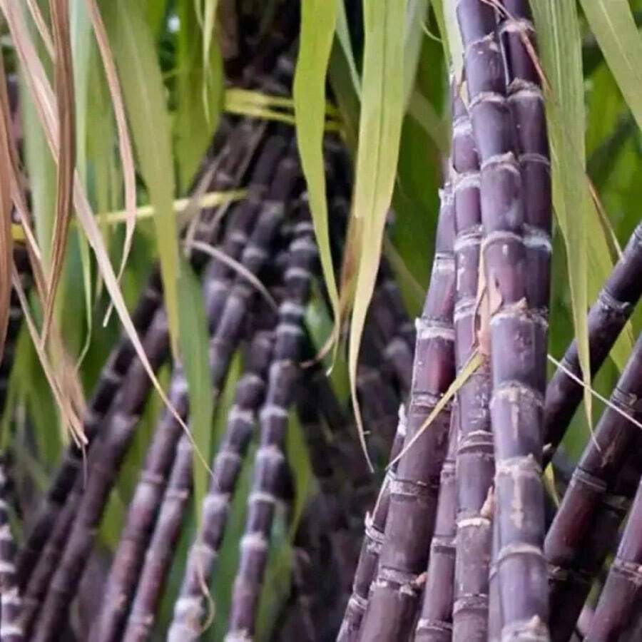 Sugar cane seeds for planting shein uk