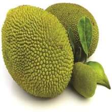 300 Breadfruit Seeds, Green - 300PCS - View 5