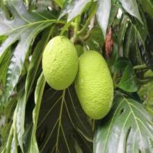 300 Breadfruit Seeds, Green - 300PCS - View 4