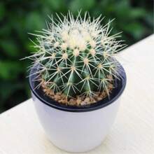 Cactus Seed Mix 50 Assorted Cacti Seeds For Planting Indoors And Outdoors Different Varieties - Variant1 - View 3