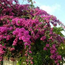 Bougainvillea Seeds For Planting - 200 - View 5