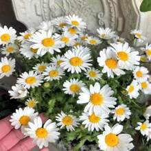 Flower Daisy Explosive Potted Plants, Often Flowering, Easy To Grow, Flower Seeds, Chamomile Seeds - 550 - View 4
