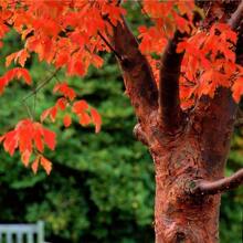 Paperbark Maple Tree Seeds For Planting - Stunning Peeling Cinnamon Colored Bark - Acer Griseum - 50 seeds - View 1