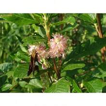 20 Pink SUMMERSWEET BUSH Clethra Alnifolia Rosea Fragrant Flower Shrub Seeds - Variant1 - View 3