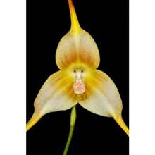 300 One Monkey Face Orchid Seeds - 300 - View 3
