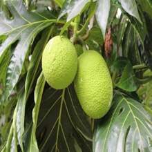 300 Breadfruit Seeds, Green - 300PCS - View 2