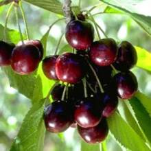 10 Cherry Tree Fruit Tree Seeds, Cherry Plant Seeds - 10pcs - View 2