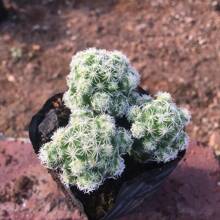 Cactus Seed Mix 50 Assorted Cacti Seeds For Planting Indoors And Outdoors Different Varieties - Variant1 - View 4