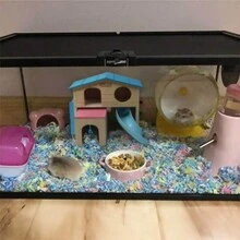 Casa para hámster, refugio para mascotas y animales pequeños, juguete de madera con escalera, tobogán y para roer divertido para animales pequeños - Multicolor - Ver 4