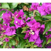 Bougainvillea Seeds For Planting - 200 - View 3