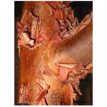 Paperbark Maple Tree Seeds For Planting - Stunning Peeling Cinnamon Colored Bark - Acer Griseum - 50 seeds - View 3