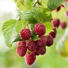 Red Raspberry Seeds Winter Resistant And Freeze-Resistant Raspberry Seeds Indoor Balcony Bonsai South North Bottles Fruit Seeds - 500pcs - View 2