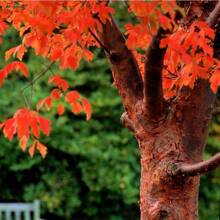 Paperbark Maple Tree Seeds For Planting - Stunning Peeling Cinnamon Colored Bark - Acer Griseum - 50 seeds - View 6