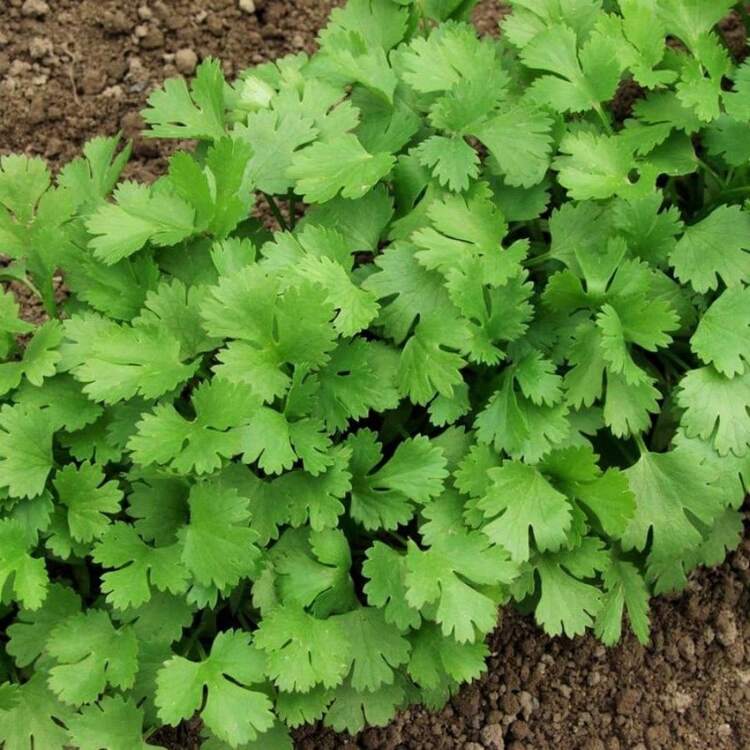 Leisure Cilantro Seeds - Garden Non GMO Vegetable Seed 100 Pcs - 100 - Xem 2